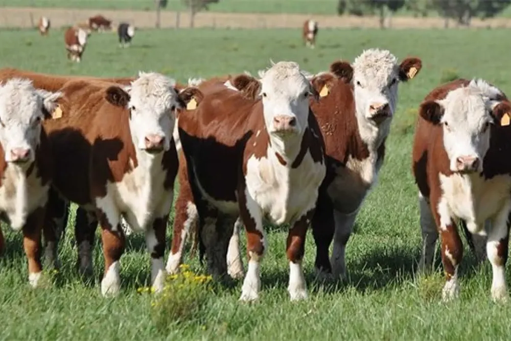 ganaderia-novillosjpg